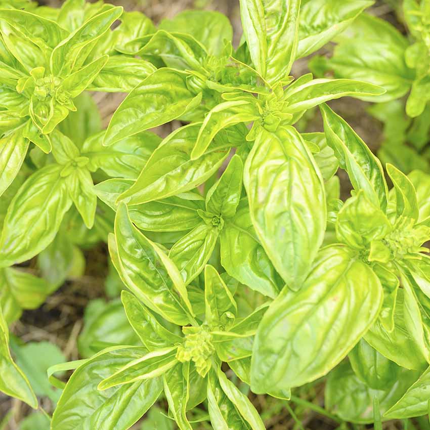 albahaca