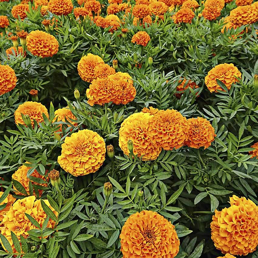 calendula