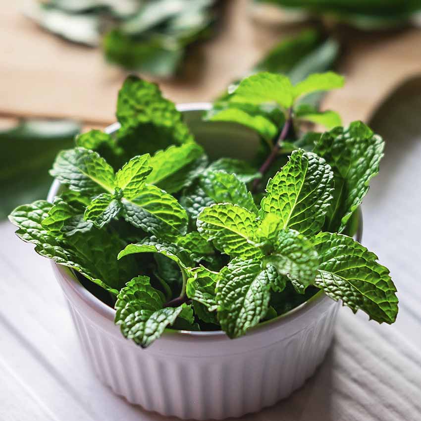 menta