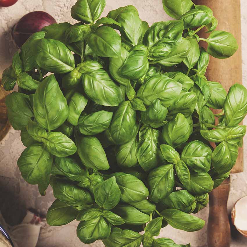 oregano