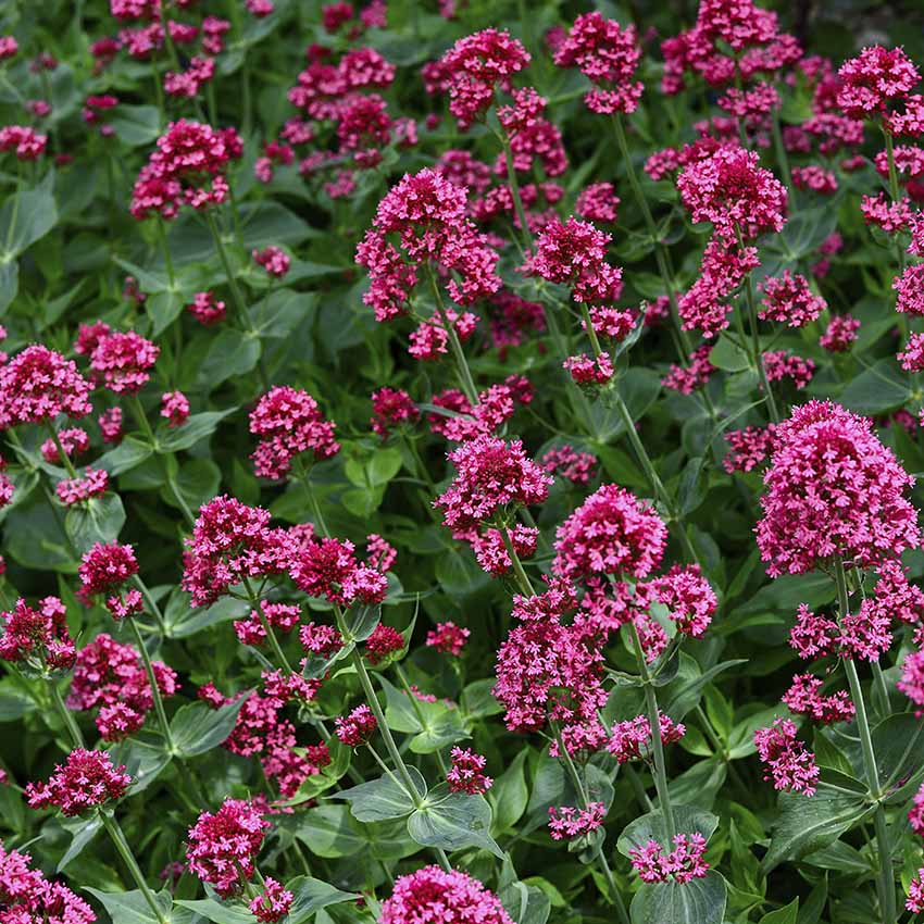 valeriana