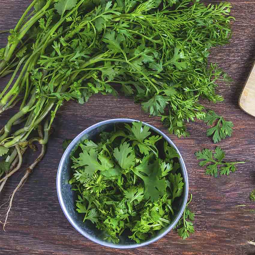 cilantro