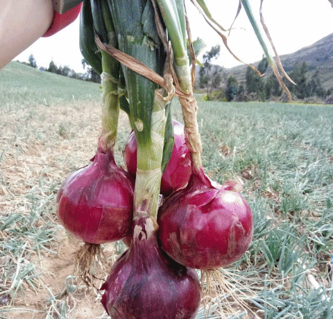 cebolla