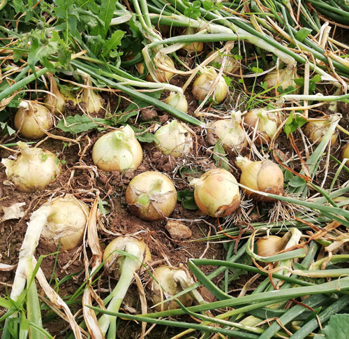 cebolla