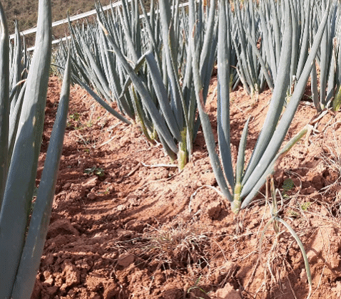 cebolla