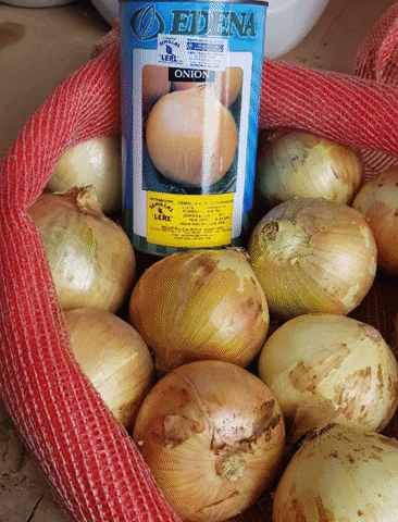cebolla