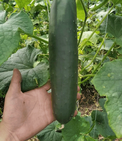 pepino