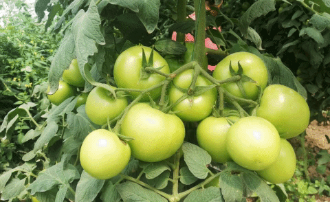 tomate