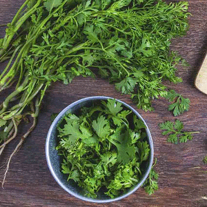 cilantro
