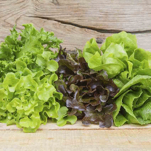 lechuga