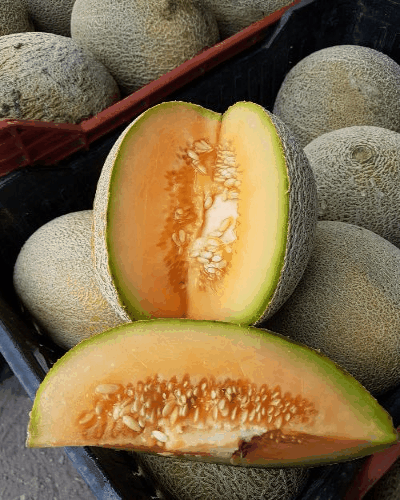 melon